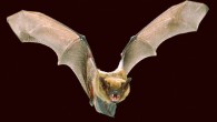 The big brown bat (Eptesicus fuscus). Image credit: Angell Williams / CC BY 2.0.