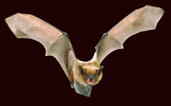 The big brown bat (Eptesicus fuscus). Image credit: Angell Williams / CC BY 2.0.