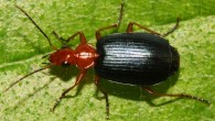 A bombardier beetle (Brachinus sp.) from Greenville County, SC. Image credit: David Hill / CC BY 2.0.