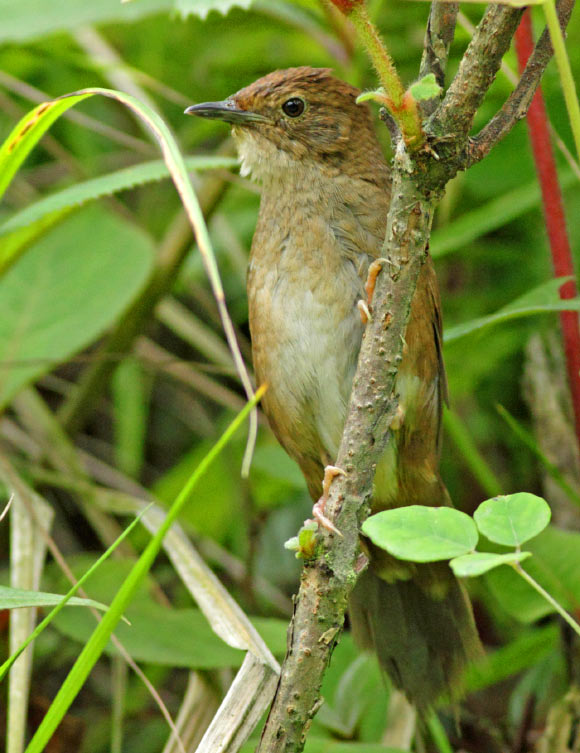 The Sichuan bush warbler (Locustella chengi), adult male, Laojun Shan, China. Image credit: Per Alström et al.