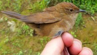 The Sichuan bush warbler (Locustella chengi), Laojun Shan, China. Image credit: Per Alström et al.