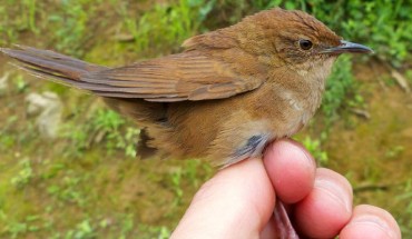 The Sichuan bush warbler (Locustella chengi), Laojun Shan, China. Image credit: Per Alström et al.