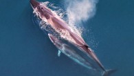 The sei whale (Balaenoptera borealis) is the fourth-largest rorqual after the blue whale, the fin whale and the humpback whale. Sei whale mother and calf as seen from the air. Image credit: Christin Khan / NOAA / NEFSC.