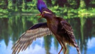 Archaeornithura meemannae stood about 6 inches (15 cm) tall on two legs that had no feathers. Image credit: Zongda Zhang / Institute of Vertebrate Paleontology and Paleoanthropology, Bejing.