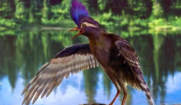 Archaeornithura meemannae stood about 6 inches (15 cm) tall on two legs that had no feathers. Image credit: Zongda Zhang / Institute of Vertebrate Paleontology and Paleoanthropology, Bejing.