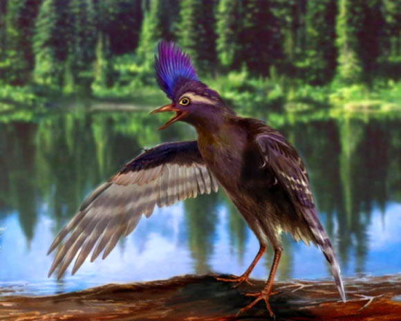 Archaeornithura meemannae stood about 6 inches (15 cm) tall on two legs that had no feathers. Image credit: Zongda Zhang / Institute of Vertebrate Paleontology and Paleoanthropology, Bejing.
