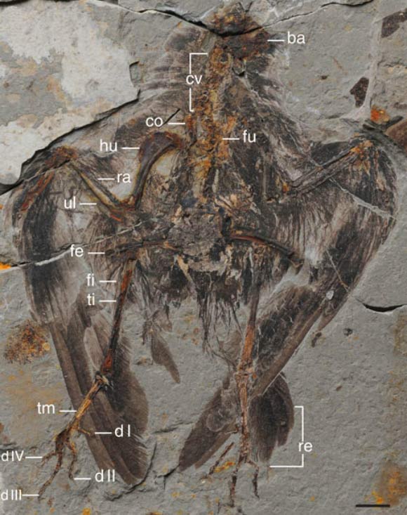 Holotype of Archaeornithura meemannae. Anatomical abbreviations: ba - basicranium; co - coracoid; cv - cervical vertebrae; fe - femur; fi - fibula; fu - furcula; hu - humerus; ra - radius; re - rectrices; ti - tibiotarsus; tm - tarsometatarsus; ul - ulna. Scale bar - 10 mm. Image credit: Min Wang et al.