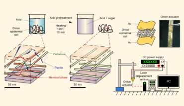 The image in the left is a schematic diagram of the onion epidermal cells plated with gold of different thickness acting as the top and bottom electrodes. The image in the right displays the completed onion actuator. Credit: Chien-Chun Chen et al., doi: 10.1063/1.4917498.