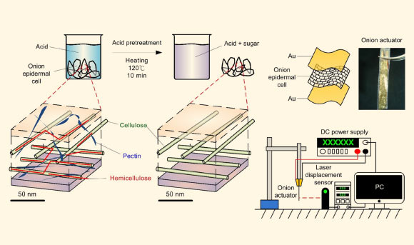 The image in the left is a schematic diagram of the onion epidermal cells plated with gold of different thickness acting as the top and bottom electrodes. The image in the right displays the completed onion actuator. Credit: Chien-Chun Chen et al., doi: 10.1063/1.4917498.