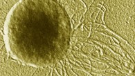 This false-color image shows a cell of thermophilic methanogenic archaea. Image credit: University of California Museum of Paleontology.