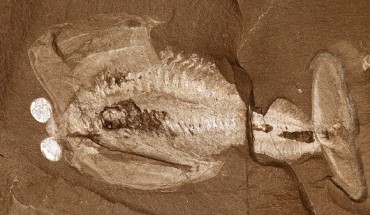 Odaraia alata, a large swimming arthropod with a pair of bulbous eyes and a tubular carapace open ventrally. Image credit: Jean Bernard Caron, Royal Ontario Museum.