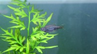 The zebrafish (Danio rerio). Image credit: Bernat Arlandis / CC BY-SA 2.0.