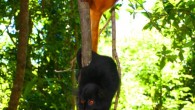 Male and female black lemurs (Eulemur macaco). Image credit: Brocken Inaglory / CC-BY-SA-3.0.