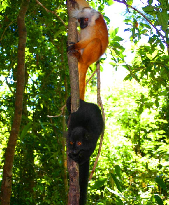 Male and female black lemurs (Eulemur macaco). Image credit: Brocken Inaglory / CC-BY-SA-3.0.