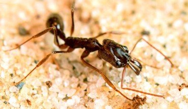 A worker of the trap-jaw ant Odontomachus brunneus. Image credit: Larabee FJ / Suarez AV.