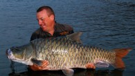 The hump-backed mahseer (Hypselobarbus mussullah). Image credit: Adrian Pinder.
