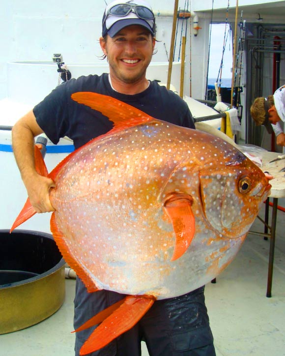 The opah (Lampris guttatus). Image credit: NOAA Fisheries / Southwest Fisheries Science Center.