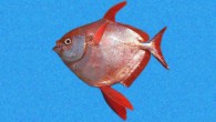 The opah (Lampris guttatus).