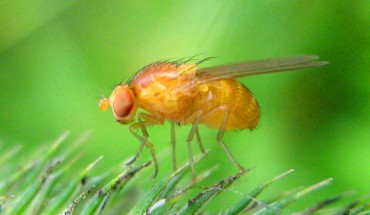 Drosophila melanogaster. Image credit: Botaurus.