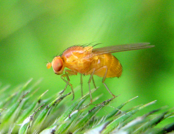 Drosophila melanogaster. Image credit: Botaurus.