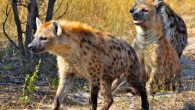 Spotted hyenas (Crocuta crocuta). Image credit: Steve Jurvetson / CC BY 2.0.