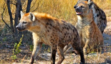 Spotted hyenas (Crocuta crocuta). Image credit: Steve Jurvetson / CC BY 2.0.
