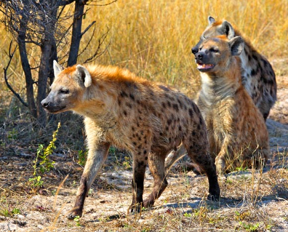 Spotted hyenas (Crocuta crocuta). Image credit: Steve Jurvetson / CC BY 2.0.