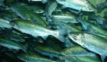 Chinook salmon (Oncorhynchus tshawytscha). Image credit: Zureks / CC BY-SA 3.0.