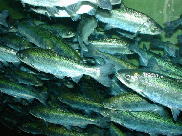 Chinook salmon (Oncorhynchus tshawytscha). Image credit: Zureks / CC BY-SA 3.0.
