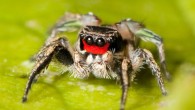 Adult male Habronattus coecatus jumping spider in Nashville, Tennessee. Image credit: Ryan Kaldari.