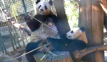 Giant panda cub Xiao Liwu and his mother Bai Yun at the San Diego Zoo.