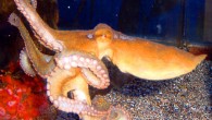 The California two-spot octopus (Octopus bimaculoides). Image credit: Jeremy Selan.
