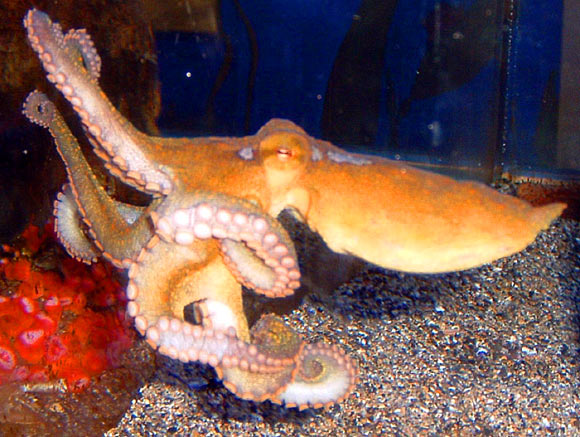 The California two-spot octopus (Octopus bimaculoides). Image credit: Jeremy Selan.