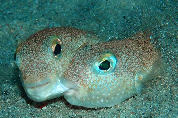 A male white-spotted pufferfish (right) biting on the left cheek of a female. Image credit: Yoji Okata.