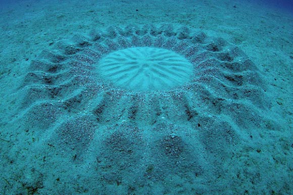 A spawning nest of the white-spotted pufferfish (Torquigener albomaculosus) found on a sandy bottom along the south coast of Amami-Oshima Island in the Ryukyu Islands. Image credit: Yoji Okata.