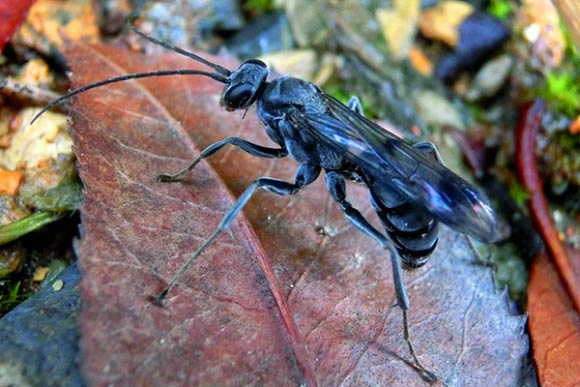 A female of Deuteragenia ossarium in its natural ecosystem in South-East China. Image credit: Michael Staab.