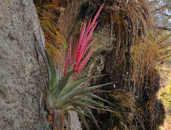 Tillandsia religiosa. Image credit: Rodrigo Hernandez-Cardenas et al.
