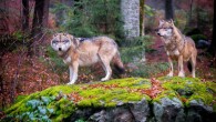 Grey wolves. Image credit: Mr T HK / CC BY 2.0.