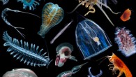 Planktonic organisms. Image credit: Woods Hole Oceanographic Institution.