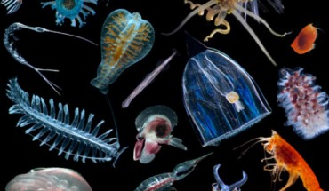 Planktonic organisms. Image credit: Woods Hole Oceanographic Institution.