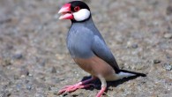 An adult Java sparrow (Lonchura oryzivora) in Honolulu, Hawaii. Image credit: Kim Bridges / CC BY 3.0.
