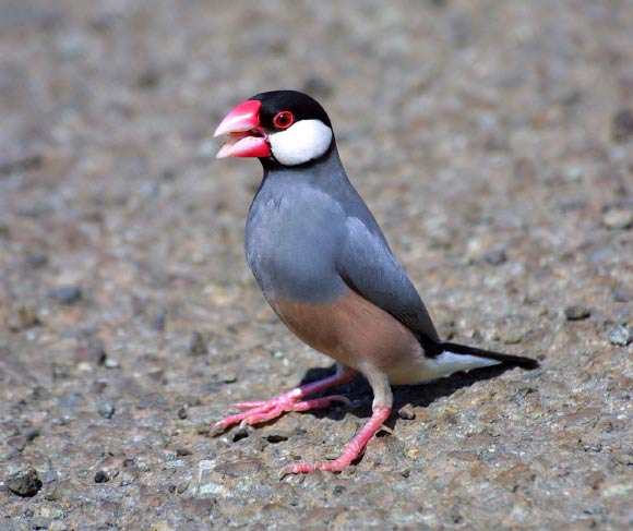 An adult Java sparrow (Lonchura oryzivora) in Honolulu, Hawaii. Image credit: Kim Bridges / CC BY 3.0.