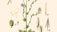 Arabidopsis thaliana by Johann Georg Sturm, 1796.