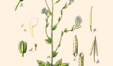 Arabidopsis thaliana by Johann Georg Sturm, 1796.