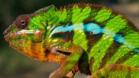 The panther chameleon. Image credit: Djordje Grbic et al.