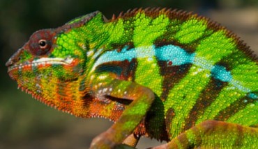 The panther chameleon. Image credit: Djordje Grbic et al.