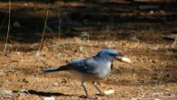 The Mexican Jay. Image credit: M. Fuszara.