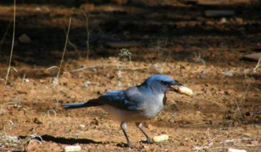 The Mexican Jay. Image credit: M. Fuszara.