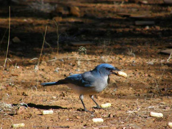 The Mexican Jay. Image credit: M. Fuszara.