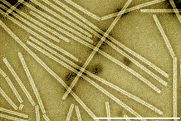 Transmission electron micrograph (false-color) of negatively stained SIRV2 particles. Image credit: Nicole Steinmetz et al.